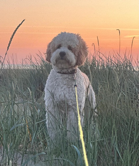 Ted