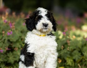 Puppy 1