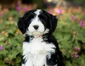Puppy 2