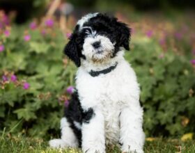 Puppy 3