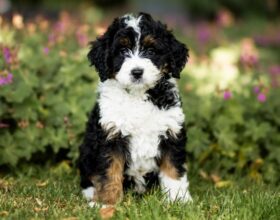 Puppy 4