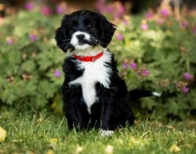 Puppy 5